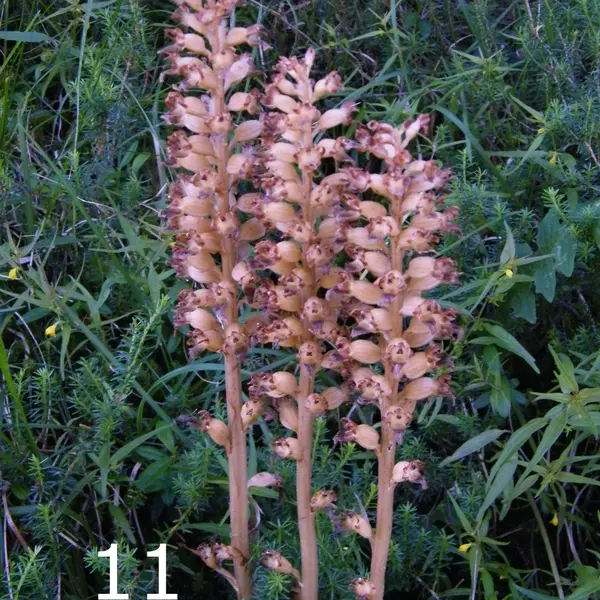 Vogelnestwurz Neottia nidus-avis